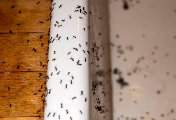 Best Ant Control Services  in Tulare, CA