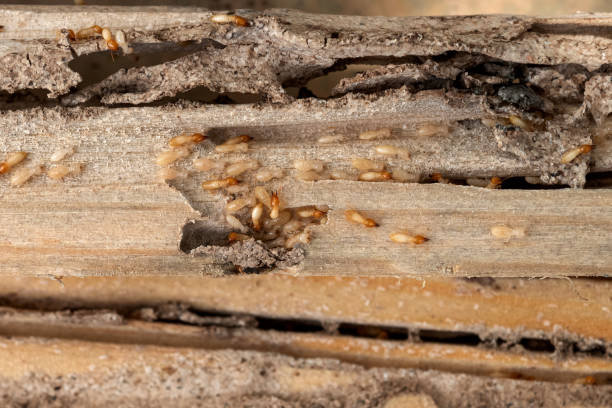 Best Affordable Pest Control Services  in Tulare, CA